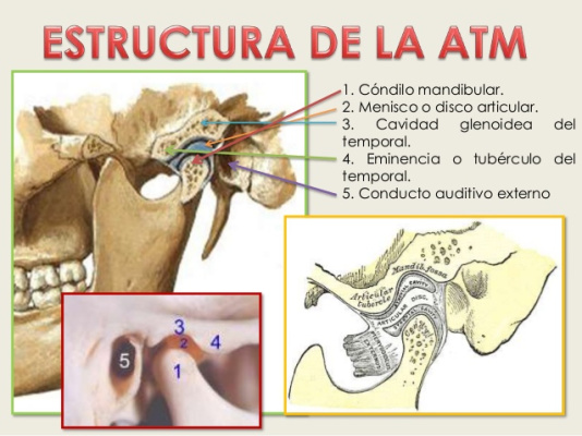 Articulación temporomandibular: disfunción, causas, tratamiento y  prevención